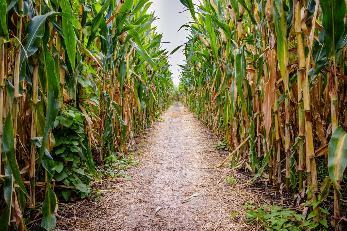 Enjoy a corn maze, mining, axe throwing, bowling, corn hole, vendors, and more at Black's Maze of Dreams!