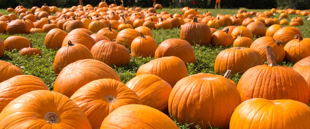 Local Pumpkin Patch located in Williston, ND! Zip Line, Corn Box, Bale Mountain, Tire Gym, Sand Box, Jumbo Jumper, Pedal Cars, Train Rides, Kiddie Rides and more.